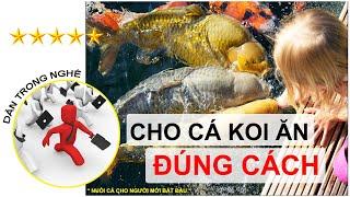 Thức ăn cho cá koi | cho cá koi ăn | Dân trong nghề