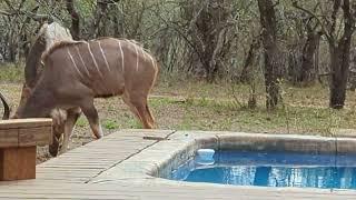 A typical Monday morning in the bush in Marloth Park, South Africa...