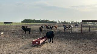 Making Money Running Stocker Cattle