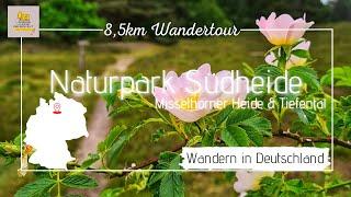 Wandern im Naturpark Südheide - Die Misselhorner Heide und das Tiefental