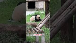 #大熊猫 #panda #大熊猫莽小五 #大熊猫莽仔   冰妃抢夺战