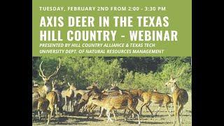 Axis Deer in the Texas Hill Country