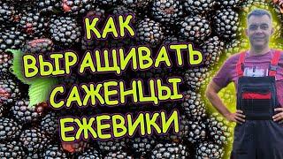 Ежевика выращивание и уход за саженцами. Как выращивать сильные  саженцы ежевики. Саженцы ежевики.