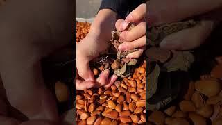 seed technology | high quality seeds | natural agriculture | new cotton seeds | america agriculture