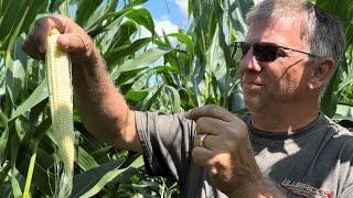 Iowa farmer sees minimal pest pressure in corn