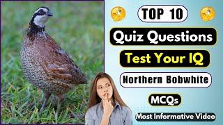 Can You Answer These 10 Quiz Questions About Northern Bobwhite? || Helian GK Quiz