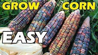 How To Grow Corn - The EASY Way - NO TILL / NO DIG