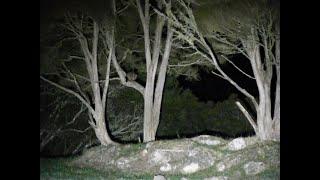Spotlighting Possums in NZ with the LEDLENSER MT18 Spotlight