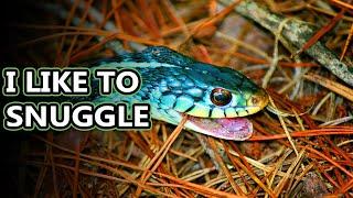 Garter Snake facts: live in ALL the places | Animal Fact Files