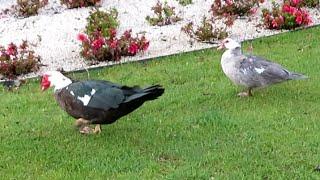 Pato-mudo (Cairina moschata)