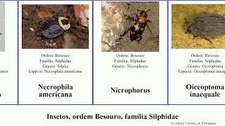 Insetos, ordem Besouro, família Silphidae insect americana ramosa Oiceoptoma Necrodes thoracicum