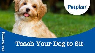 How to Train a Dog to Sit  - Petplan