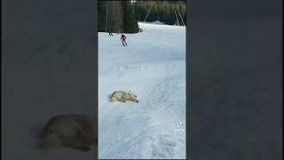 dog having fun in snow #shorts #smartdog #snowdog#tiktok