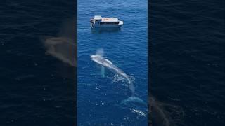 Drone POV of the largest animal on earth coming towards our whale watching boat! #whale #viral