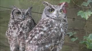 Welkom in het Uilen en Dierenpark De Paay in Beesd door Tine de Jong