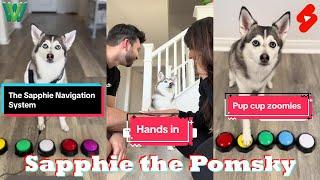 *1 HOUR* Funny Dog Shorts 2024 | Best Sapphie the Pomsky Videos 2024