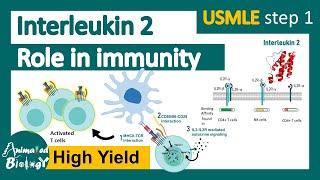 Interleukin 2 and its role in Immunity | Basiliximab as IL2R antagonist | IL2 and T cell activation