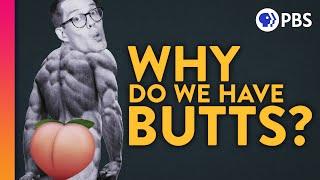 A Brief (Scientific) History of Butts