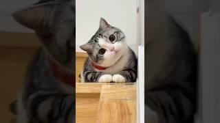 Cat videos cute cats and kittens 