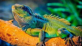 7 Iguanes Exotiques Qui Sont Uniques Au Monde