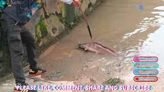 Ajip Strike 50kg Ikan Keli at Sungai Segget, Johor.