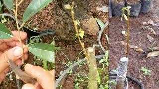 how to graft durian in a bigger rootstock #grafting #agriculture