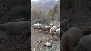 Herd of sheep & Donkey passing through mountains | Mountain Village | Nature Buddies #youtubeshorts