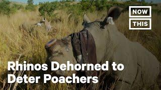 Conservationists Remove Rhino Horns to Save Them From Poachers | NowThis Earth