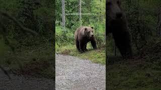 Hikers encounter bear in Alaska's Katmai National Park