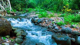 Melody of Birds Chirping, Amazing Forest Sounds, Calming Stream Sounds