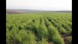 SELIM ULUDAG ORGANIC HERB FARM