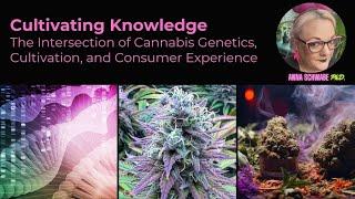 Cultivating Knowledge: The Intersection of Cannabis Genetics, Cultivation and Consumer Experience