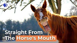 This Video Comes Straight From The Horse's Mouth | Say What?!