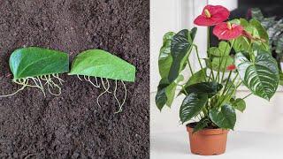 Did you know this anthurium plant is growing very well from flowers?