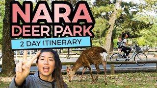 Nara Deer Park Bicycle Tour