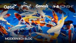 Modern Koi Blog #5960 - Die Aufzucht unserer 10 -12 cm Tosai