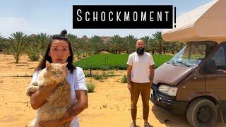 Wildes Hunderudel attackiert unseren Kater! | Overlanding Saudi-Arabien 