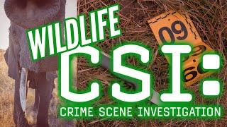 How to catch a poacher - what is wildlife crime scene investigation?