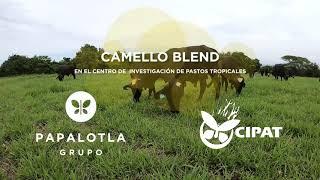 Camello Blend en Centro de Investigación de Pastos Tropicales (CIPAT), Parte 1/5.Subtitles available