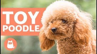 TOY POODLE - Characteristics, Character and Care