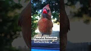 The beautiful and vibrant female cardinal: a birdwatching experience - 10 min video@BirdWatchingTherapy