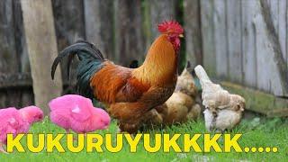 Lagu Ayam Kukuruyuk populer #mastogogelha