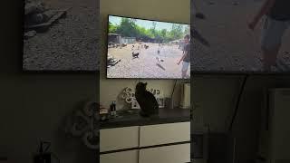 #cat #видосыоткота #кот #прикольныекоты #котик #веселыекоты #котики #красиваякошка #юмор #моякошка