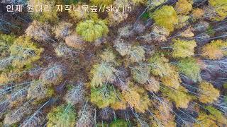 [드론여행] 인제 원대리 자작나무숲//sky드론TV