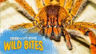 המשי של עכבישים חזק פי 5 מפלדה! | נשיכות פרא | BBC Earth Kids