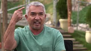 What is Energy in the dog world by Cesar Millan