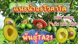 แนะนำอะโวคาโด้ พันธุ์TA21 ผลดก เหนียวหนึบ น่าปลูก ทนโรคแมลง #ผลไม้ #อะโวคาโด #avocado #fruit