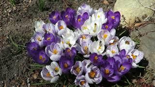 abeille dans mes crocus