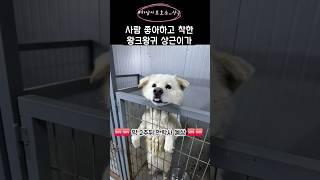 [하남유기견보호소] 이렇게 착한 바보 상근이가 살아나갈 수 있게 도와주세요️️