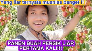 PANEN BUAH PERSIK LIAR GRATIS DI SEBELAH MAKAM!! YANG LIAR TERNYATA MANIS BUANGET!!